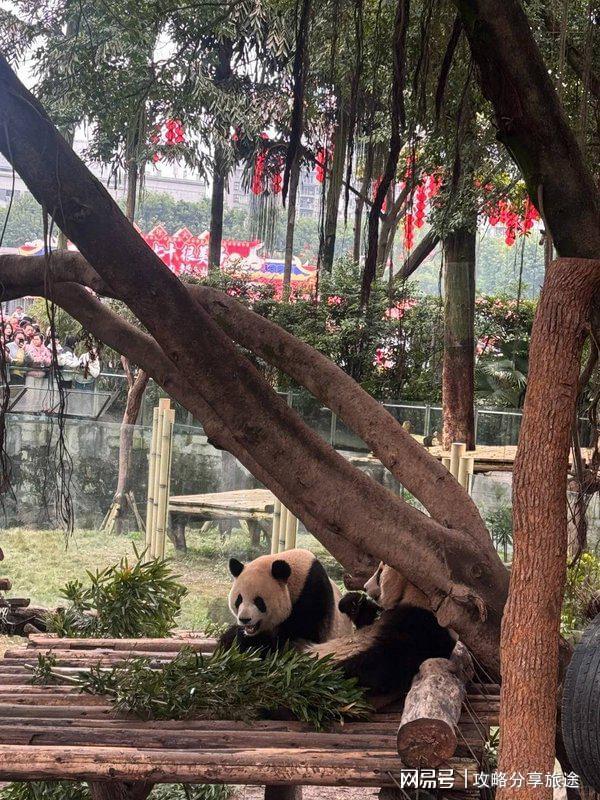 日游打卡景点+线路+费用-纯干什么时候去重庆旅游最好 重庆七(图4)